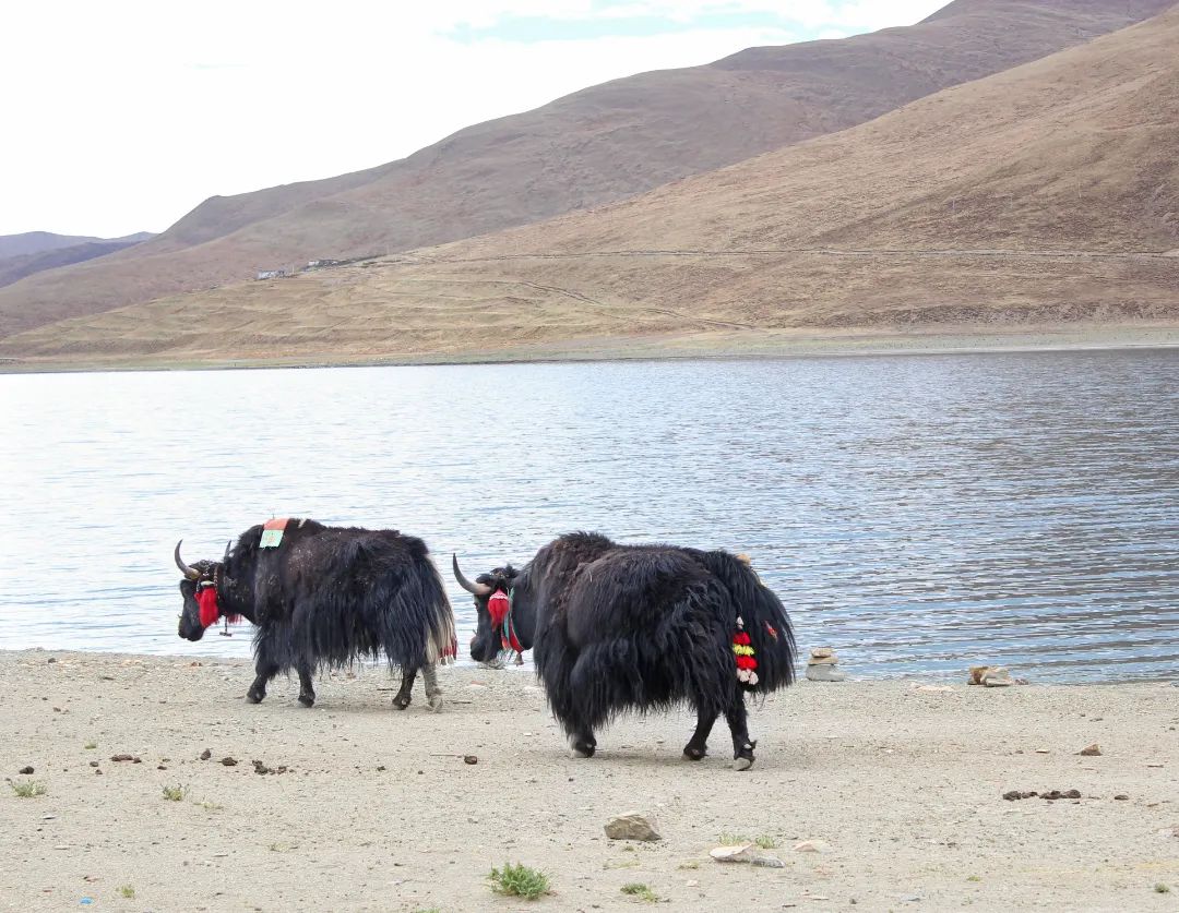雪域西藏,此生必駕—— 自由炮護航! 雪域西藏,此生必駕—— 自由炮護航!